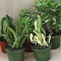 Euphorbia Assortment